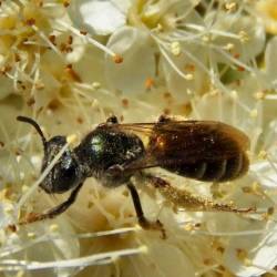 Пчелиная пыльца сможет заменить графит в батарейках
