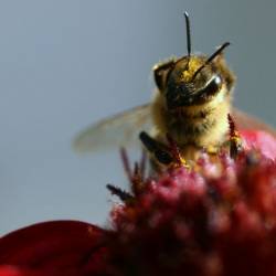 Одного грамма пестицида оказалось достаточно для «опьянения» 20 миллиардов пчел