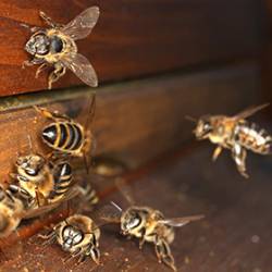 У итальянского пасечника украли миллион пчел