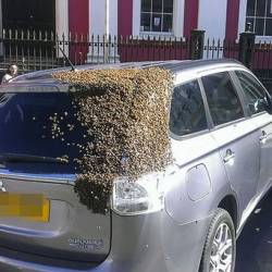 Двадцать тысяч пчел превратили жизнь автомобилиста в двухдневный кошмар