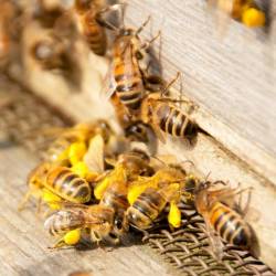 Африканские пчелы научились плодиться без самцов