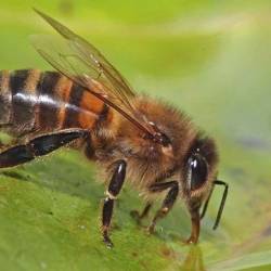 Биологи выяснили, как пчёлы спасаются от жары
