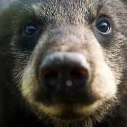 Камера засняла медведя, ворующего мед, в Юго-Западном Китае