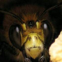 В США открыт новый вид пчел, которые живут в песчаникt