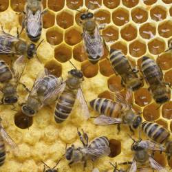 Найдены молекулы, запускающие превращение личинки в рабочую пчелу