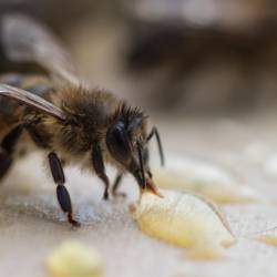 Пчелы покусали полторы сотни учеников китайской школы