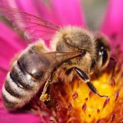 Украина увеличила экспорт пчел, пауков и мотыльков