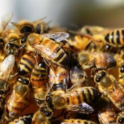 Пчёлы раскрывают учёным секреты работы человеческого мозга