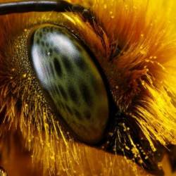 Пчелы могут распознавать человеческие лица