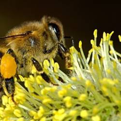 Биологи изучили странное поведение пчёл во время солнечного затмения