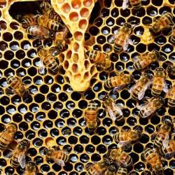 "Гены чистоплотности" помогают пчёлам поддерживать социальный иммунитет колонии