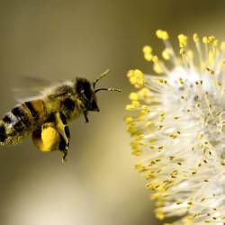 Ученые узнали состав пчелиного клея для цветочной пыльцы