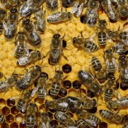 В Европе стремительно сокращается количество медоносных пчел