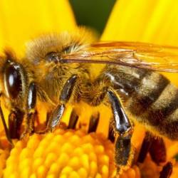 Wi-Fi негативно повлиял на пищевое поведение пчел