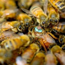 Пчёлы-самцы вводят матке ослепляющие токсины во время секса