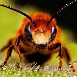 Могут ли пчелы быть умнее людей?