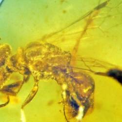 Обнаружена древнейшая пчела с прилипшей пыльцой и паразитами