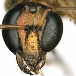 Удивительное открытие в мире пчел: наполовину самец, наполовину самка