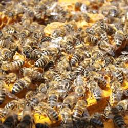 Пчелиный яд оказался чрезвычайно эффективен против агрессивных видов рака молочной железы