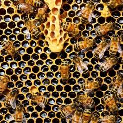 Может ли рабочая пчела покинуть улей и основать свой собственный