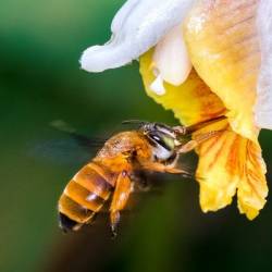 Создана первая карта глобального биоразнообразия пчел на планете