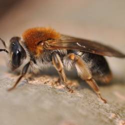 Четверть всех известных видов пчел не видели с 1980-х