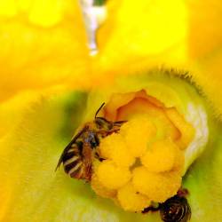 Почвенный пестицид сокращает воспроизводство пчел на 89 процентов