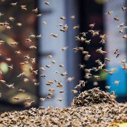 Агрессивные пчелы покусали бывшего полицейского и погубили двух его собак