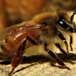Агрессивные пчелы выделяют более насыщенный яд