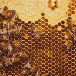 Какое количество укусов пчел смертельно для человека?