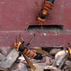 Восковые пчелы используют особый звук, чтобы сообщить сородичам об угрозе