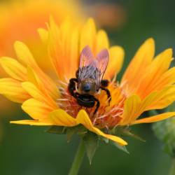 Пчел губит излучение мобильных телефонов